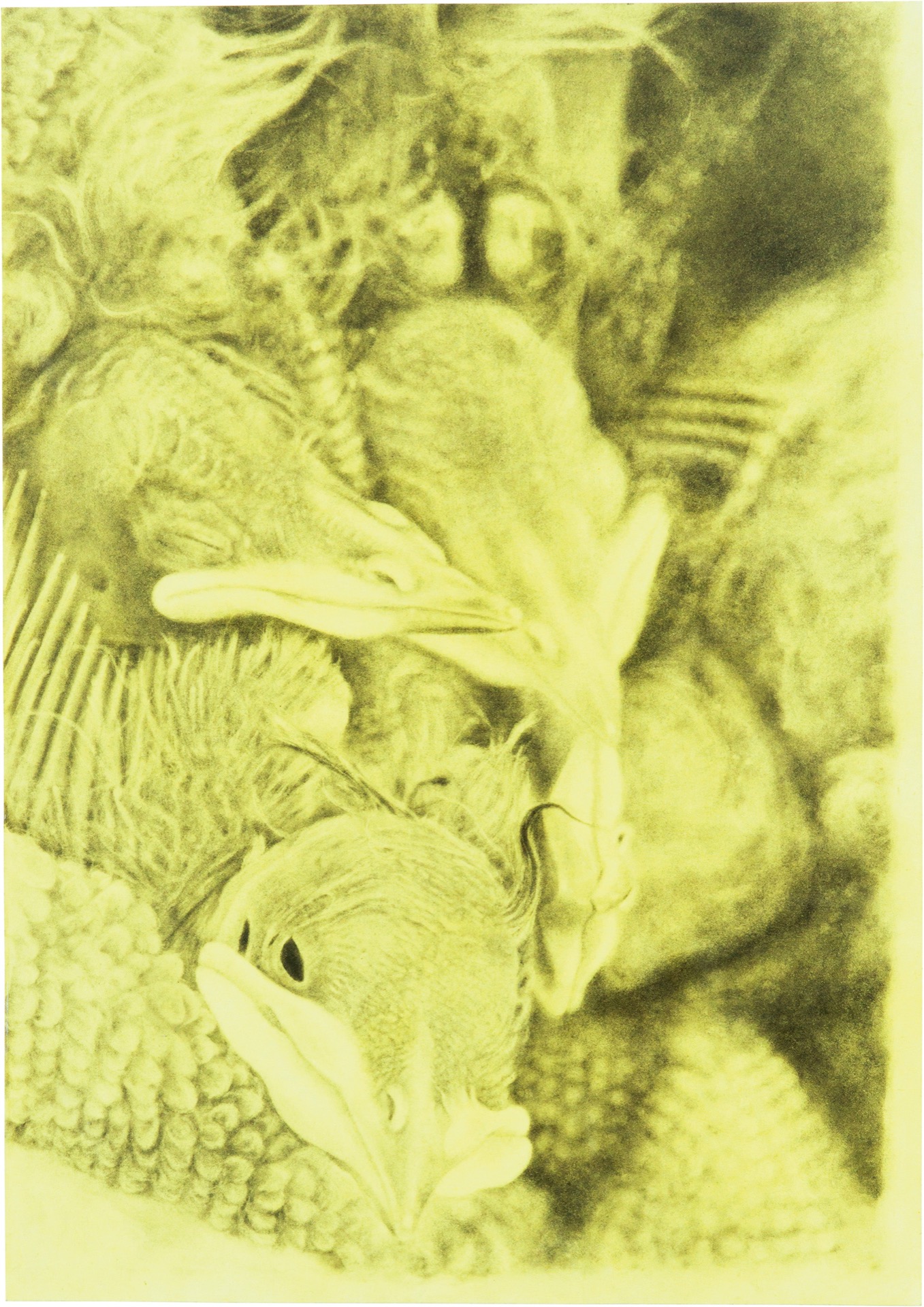 Chick von Hagar Tenenbaum