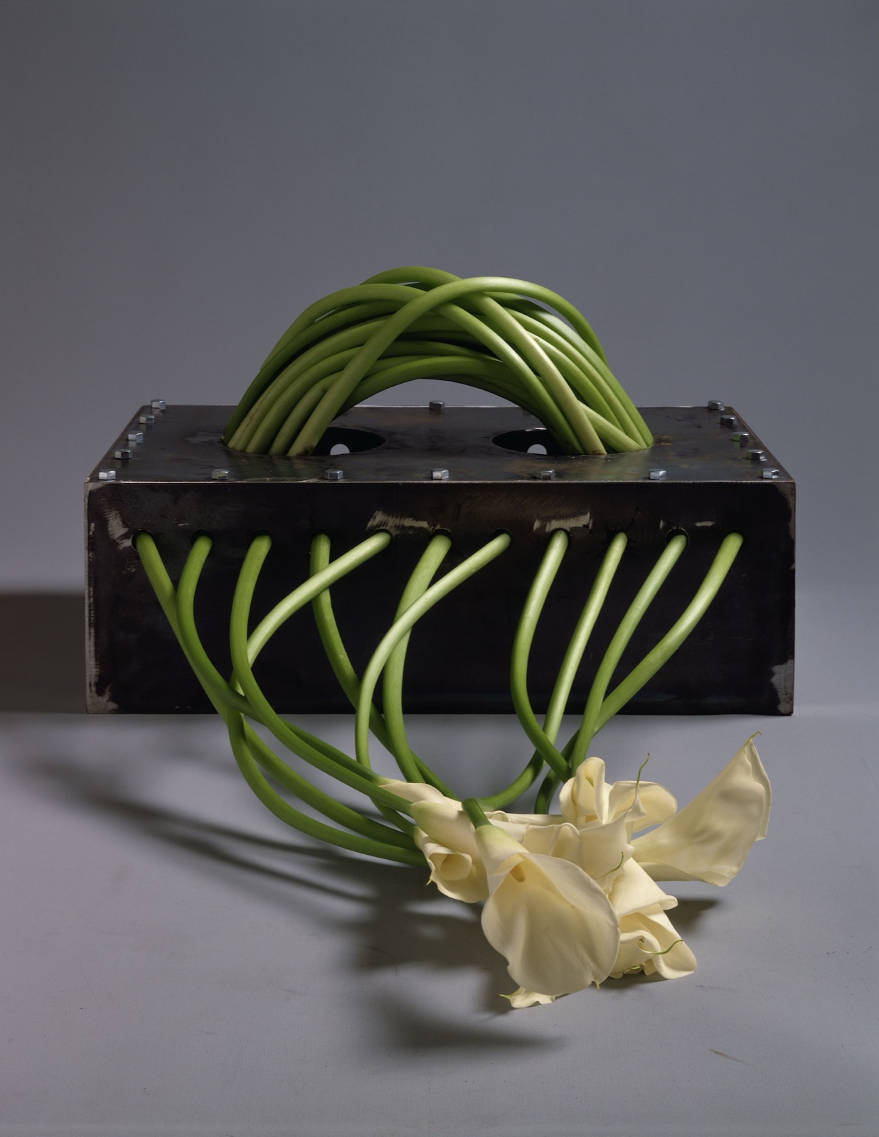 怪芋I / Strange Callas I von Kosen Ohtsubo