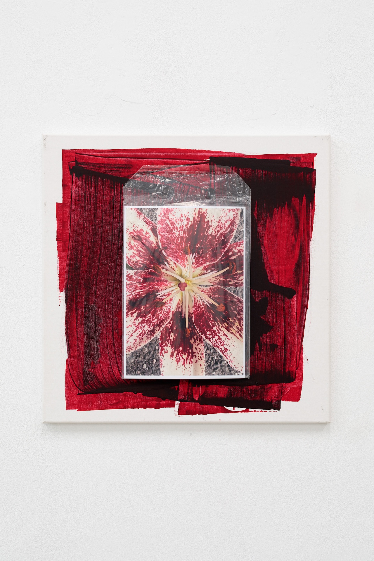 Unsere Schöne Welt erstickt im Plastik: Lilium Speciosum von Helmut Kirsch